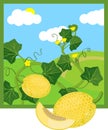 Cartoon Melon plant with ripe yellow fruits